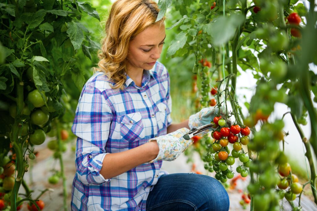 Happy woman worker picking sweet vegetables in countryside farm. Agriculture organic product concept